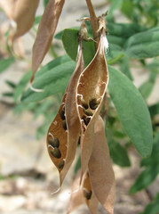 Astragalus gorczakovskii