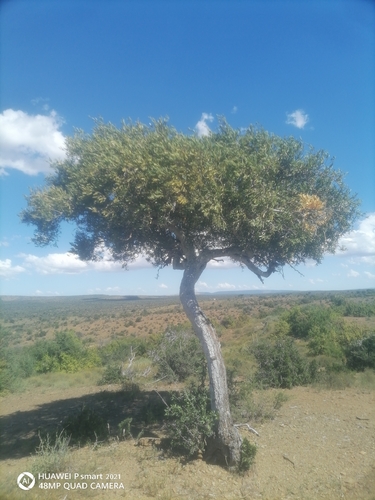 Karoo Shepherdstree (Boscia oleoides)