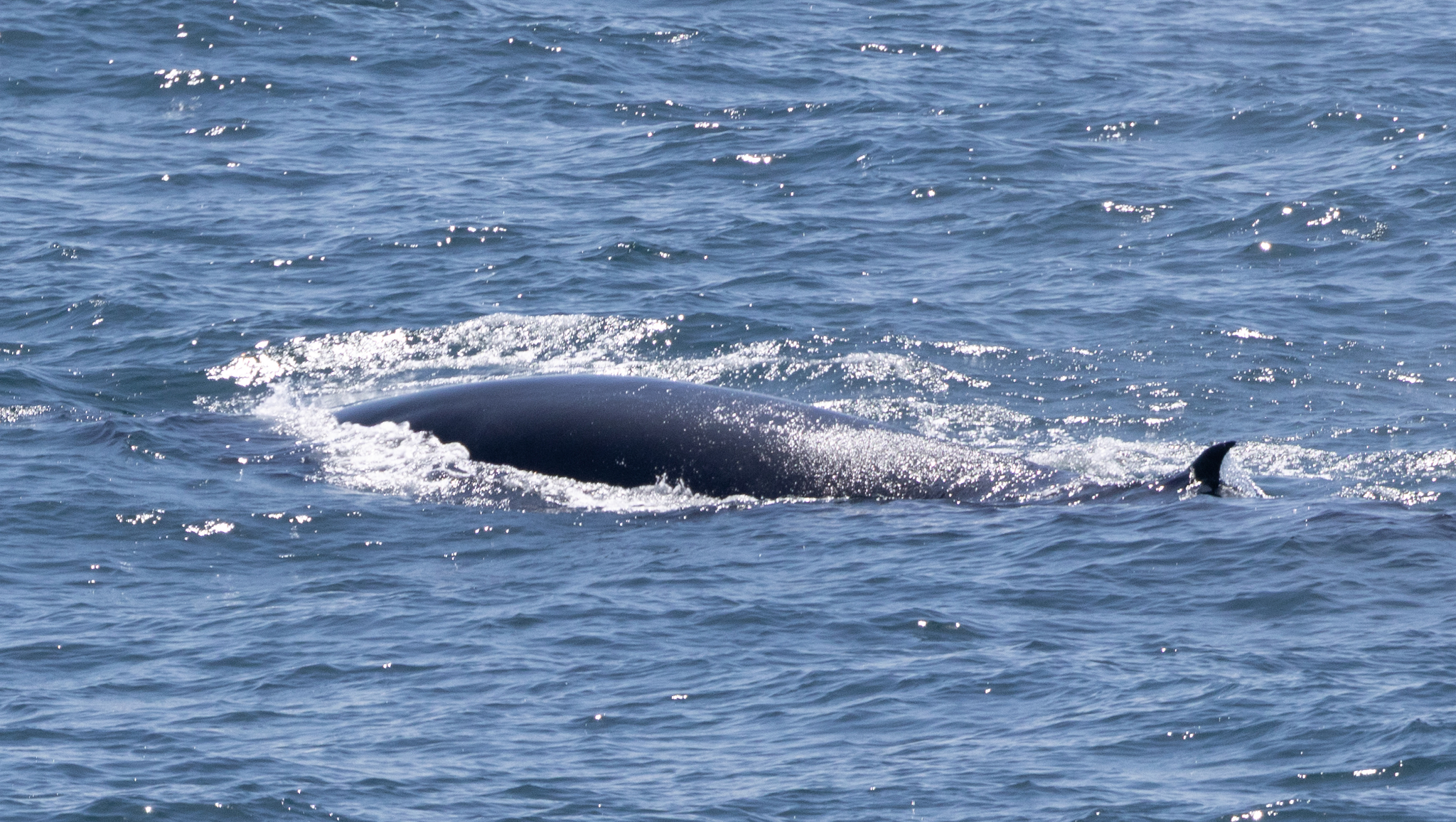 Balaenoptera edeni