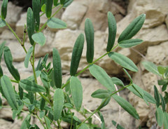 Astragalus gorczakovskii