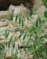 Astragalus gorczakovskii