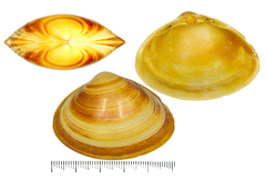 Mactra chinensis