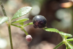 Galium bermudense