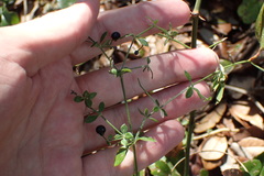 Galium bermudense