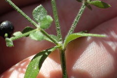 Galium bermudense