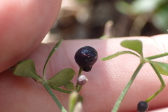 Galium bermudense
