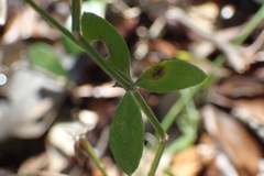 Galium bermudense