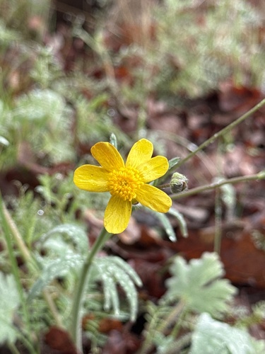 Southern Oregon buttercup (Ranunculus austro)