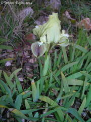 Iris pseudopumila