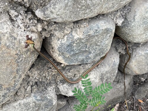 Maren's Bronzeback