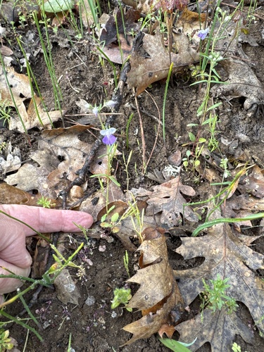 narrowleaf blue-eyed Mary (Collinsia linearis)