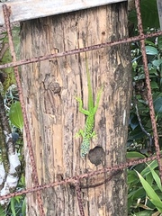 Anolis roquet summus