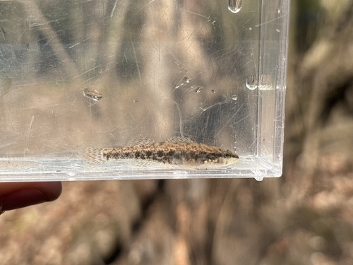 Etheostoma edwini