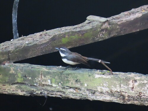 Philippine Pied Fantail (Rhipidura nigritorquis), photo 2