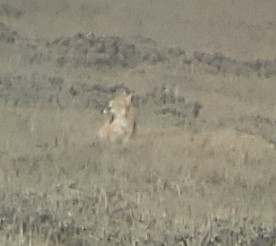 Swift Fox observed by grantmosal