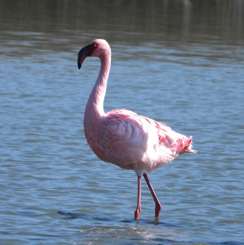 iNaturalist: (c) Elio Giacone, some rights reserved (CC BY-NC), uploaded by Elio Giacone iNaturalist image