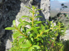 Agathosma crenulata, photograph (c) douglaseustonbrown, some rights reserved (CC BY-SA)