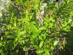 Agathosma crenulata, photograph (c) douglaseustonbrown, some rights reserved (CC BY-SA)