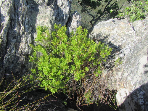 Agathosma crenulata, photograph 5