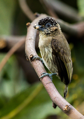 Picumnus granadensis