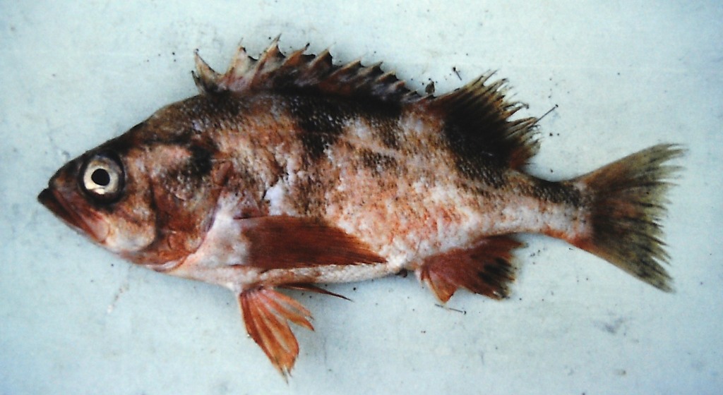 Darkblotched Rockfish