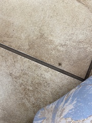 Araneae