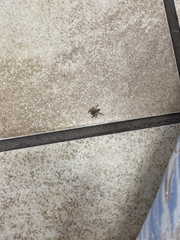 Araneae