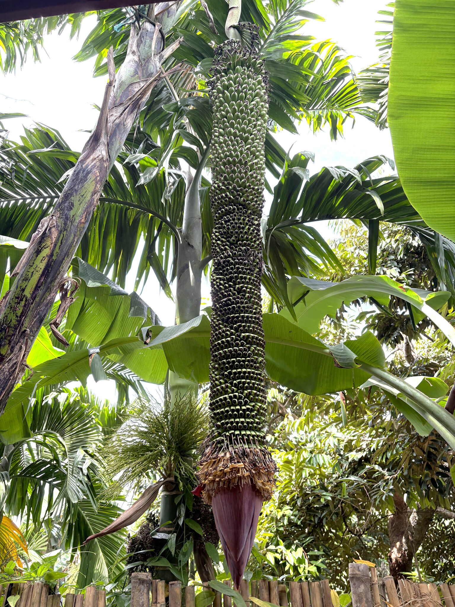 Foto de Musa ×paradisiaca L.