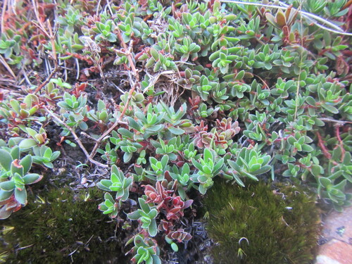 Jasmine Stonecrop (Crassula obtusa)