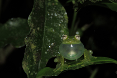 Vitreorana uranoscopa