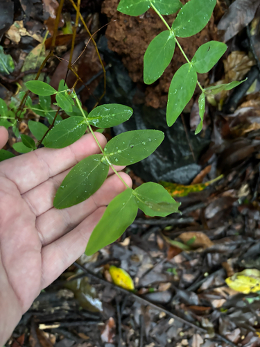 Large-leaved Saint John's Wort (Hypericum grandifolium)