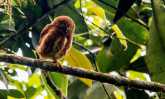 Glaucidium nubicola