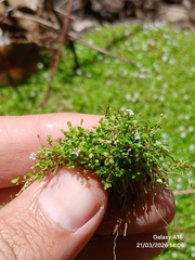 Micranthemum callitrichoides, photograph Dayron Breto, CC BY, iNaturalist via GBIF