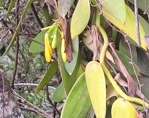 Vanilla pompona, photograph 5