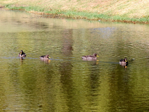 iNaturalist: (c) Corrie du Toit, some rights reserved (CC BY-NC), uploaded by Corrie du Toit iNaturalist image