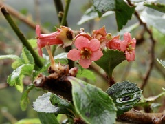 Escallonia rubra