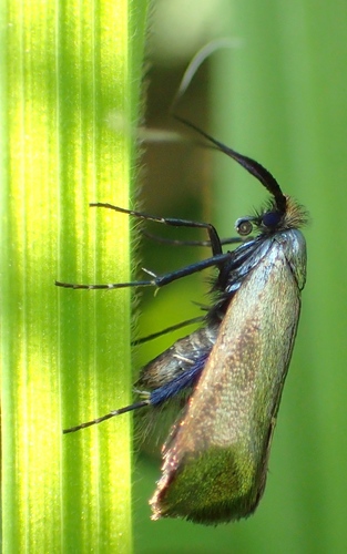 Green Longhorn Moth