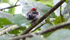 Machaeropterus deliciosus