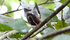 Machaeropterus deliciosus