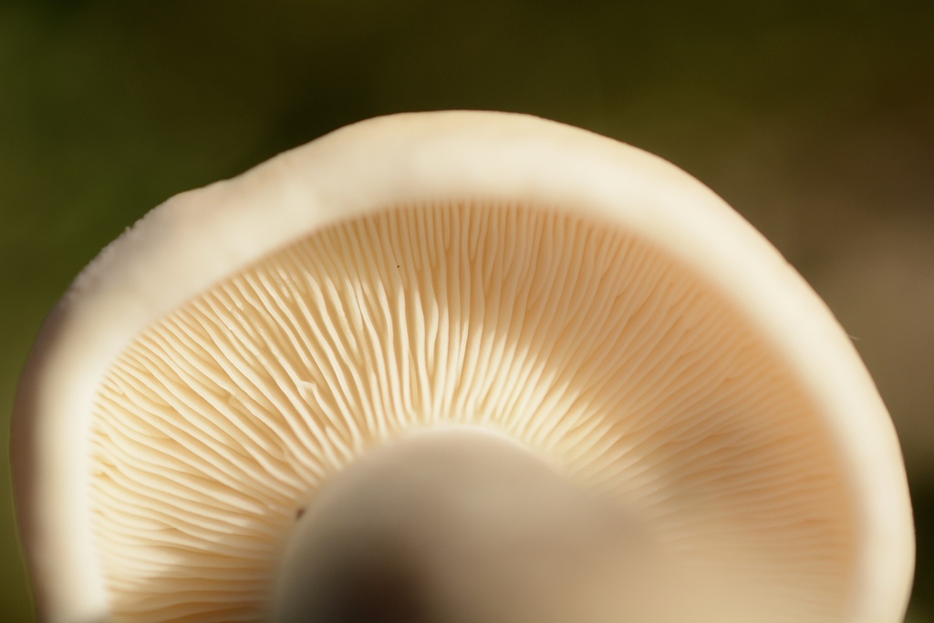 Calocybe gambosa · March 2026 · photo: © cryptomarasmius (iNaturalist, cc-by)