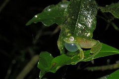 Vitreorana uranoscopa