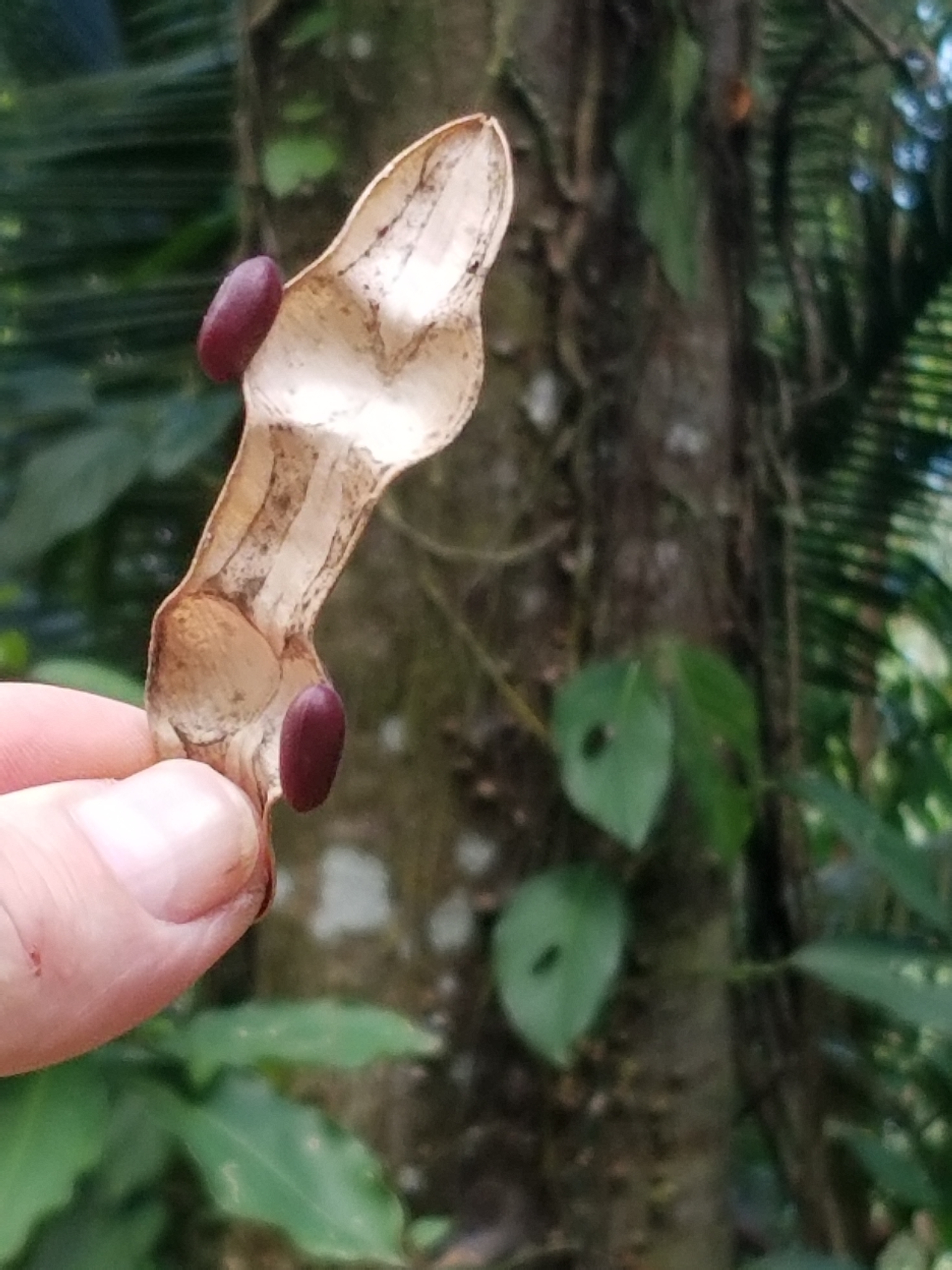 Dama blanca ciega (Typhliasina pearsei) · iNaturalist Panamá