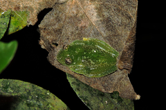 Vitreorana uranoscopa