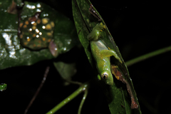 Vitreorana uranoscopa