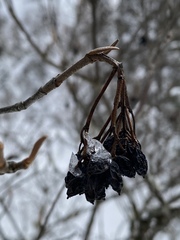 Viburnum cassinoides