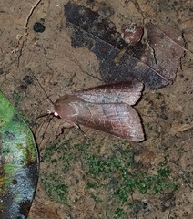 Marilopteryx