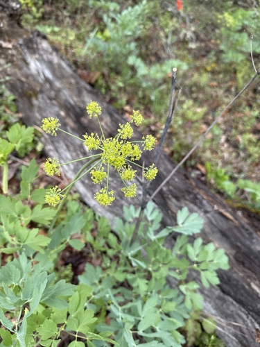 California lomatium (Lomatium californicum)