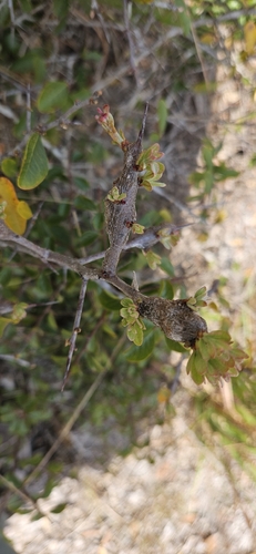 Unknown species found near Tarpon Springs, FL 34688, USA