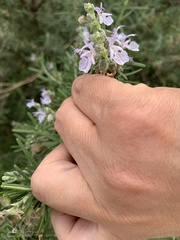 Salvia rosmarinus