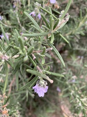 Salvia rosmarinus